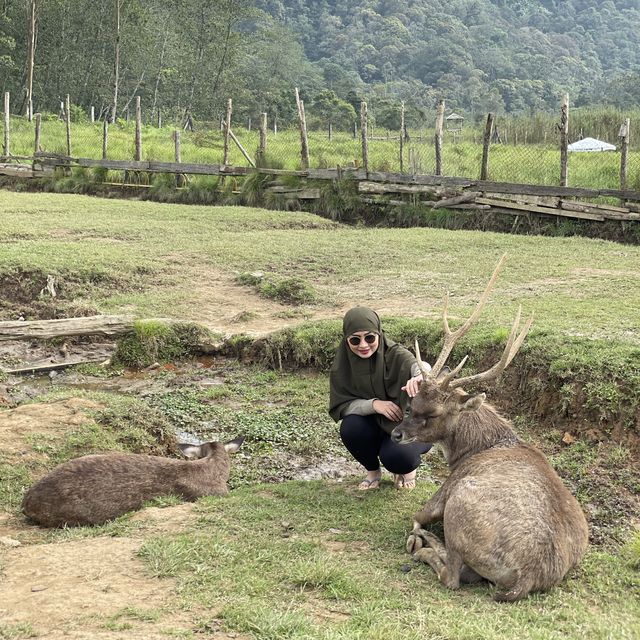 Penangkaran Rusa Ranca Upas Ciwidey