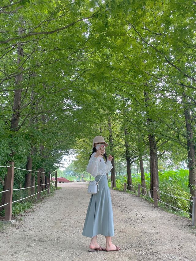 아름다운 연꽃 드라이브 :: 양평 세미원🌸