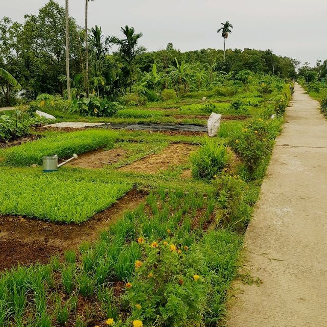 บึงนกเป็ดน้ำอำเภอไพรบึงสวนผัดปลอดสารพิษชุมชน