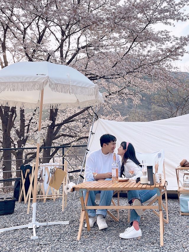 벚꽃 캠핑은 밀양 "미르오토캠핑장" 에서 !