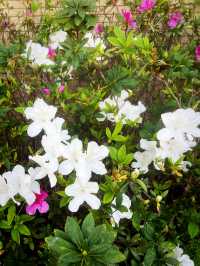 🌸有係時候一齊去公園賞花啦🥳