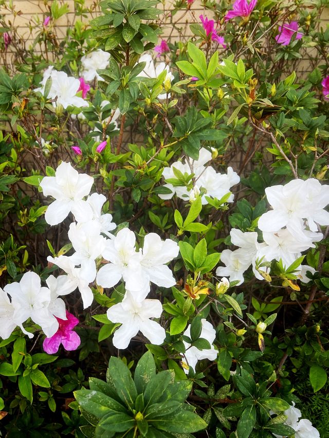 🌸有係時候一齊去公園賞花啦🥳