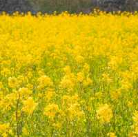 🌼황홀한 노란빛이 일렁이는 [섭지코지]