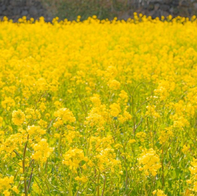 🌼황홀한 노란빛이 일렁이는 [섭지코지]