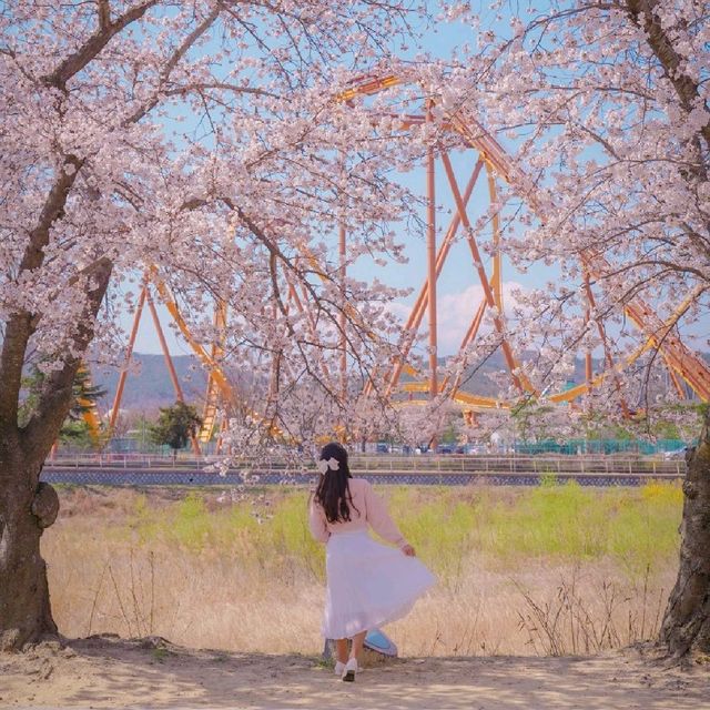 🌸경주 벚꽃 모음집 2탄!