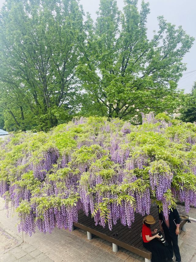 알록달록 동네 놀이터와 주렁주렁 포도송이같은 등나무를 볼 수 있는 곳💜