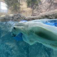 【北海道】間近で見学できる大迫力な動物園
