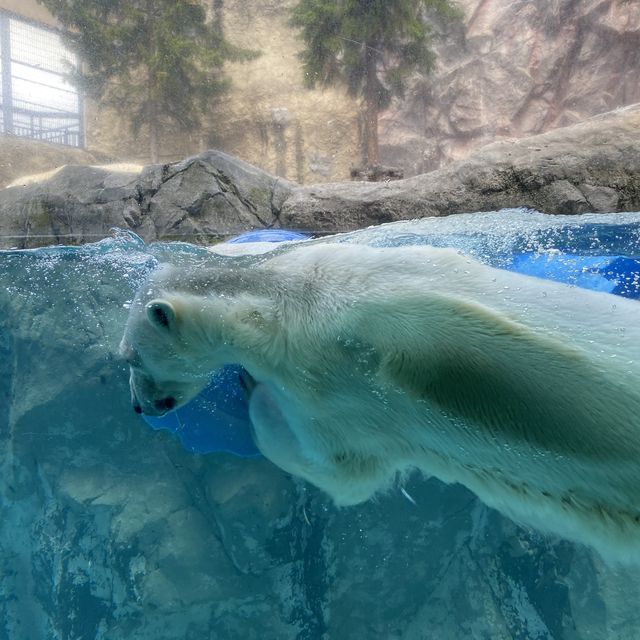【北海道】間近で見学できる大迫力な動物園