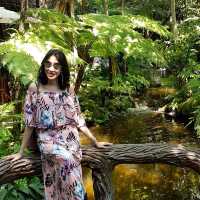ป่าในจินตนาการ ข้าวเม่า-ข้าวฟ่าง เชียงใหม่ 🌳🌿🍃