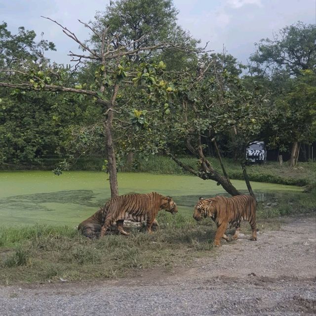 Real Safari In Bangkok!