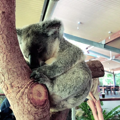 激キュートな動物たちと戯れたい Inケアンズ Trip Com ケアンズの旅のブログ