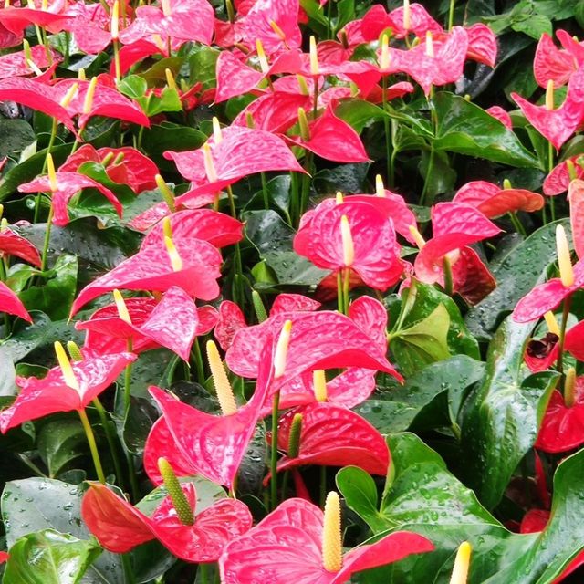 #香港動植物公園#波斯菊