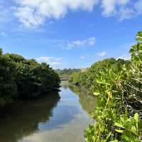 【沖縄・本島】本島でも楽しめるマングローブ林