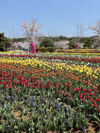 태안 세계 튤립 축제🌷🌷🌷