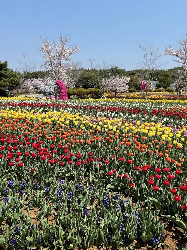 태안 세계 튤립 축제🌷🌷🌷