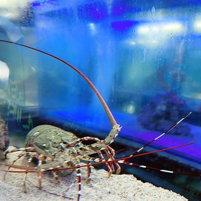 Aquarium Cuter