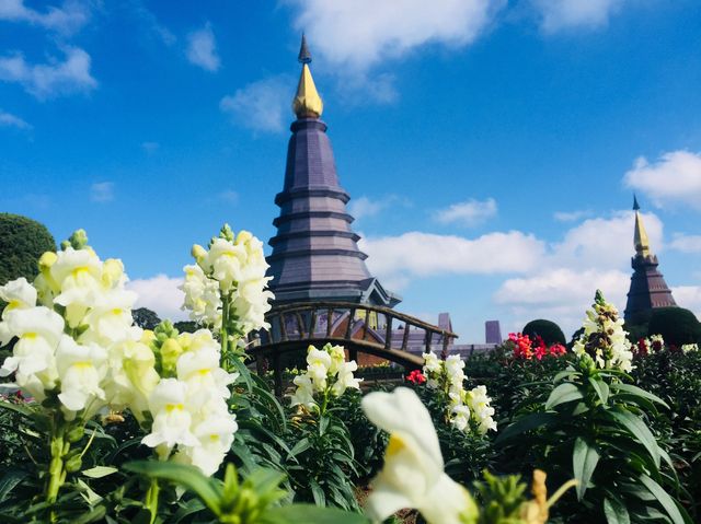🌺🌸🌼FLOWERS ON THE HIGHEST PEAK🌼🌸🌺