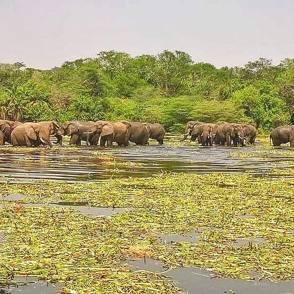 21 day Uganda safaris,wildlife and adventure 