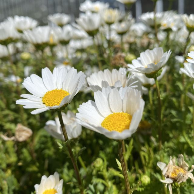 🌸櫻花盛開🌸 少女心大噴發❤️