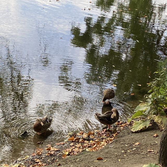 An oasis within the city centre,Ørstedsparken