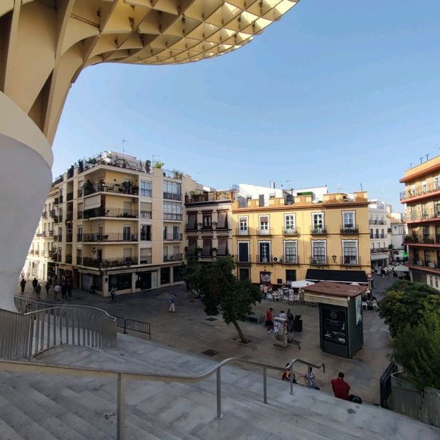 Mushrooms of Seville 