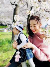 Cherry blossom season is coming again, I really want to go and see the Tamagawa River of the past.