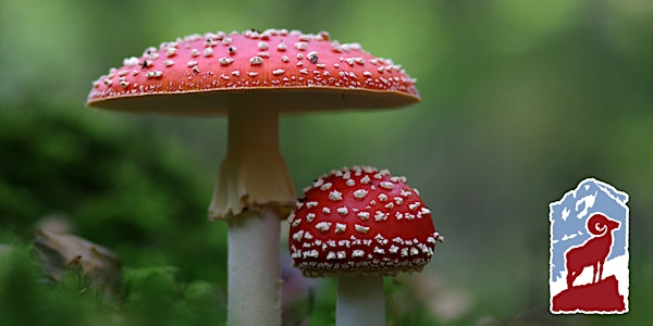 Introduction to Mushrooms in Rocky Mountain National Park | Grand Lake Center