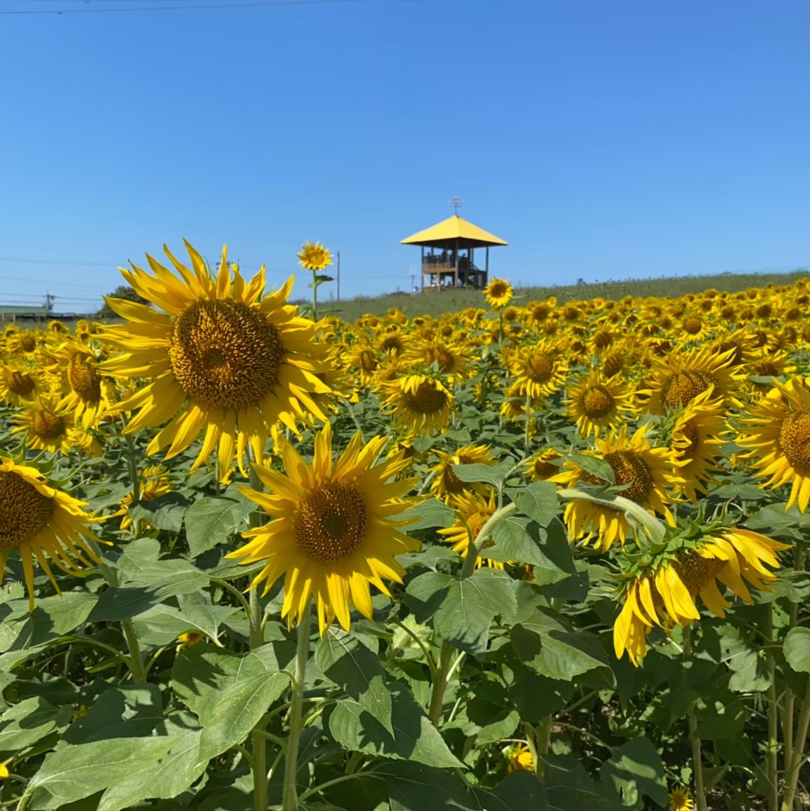夏の花 ひまわり畑 愛知牧場 Trip Com 愛知県の旅のブログ