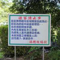 花蓮必去農場 瑞穗牧場 一定要吃冰還要找牛拍照喔