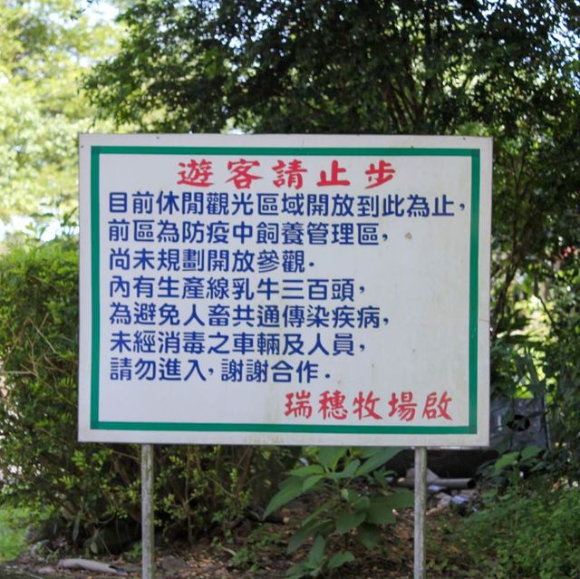 花蓮必去農場 瑞穗牧場 一定要吃冰還要找牛拍照喔