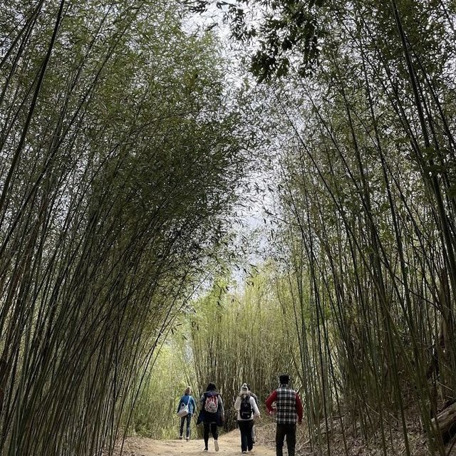 三灣落羽松莊園 🖌 秋意濃🍁的文青打卡景點