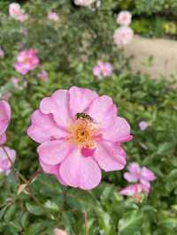 【群馬】季節のお花に囲まれる場所