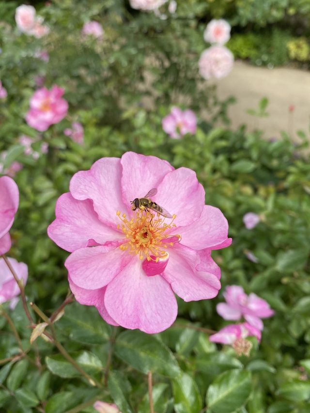 【群馬】季節のお花に囲まれる場所