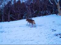 北海道　世界自然遺産　冬の知床プユニ岬で鹿と戯れた❗️
