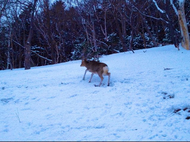 北海道　世界自然遺産　冬の知床プユニ岬で鹿と戯れた❗️