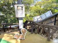 岐阜🐿リスがかなり近くでみれて餌もあげれる🐿💓金華山リス村