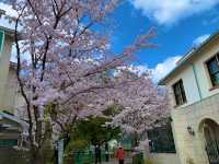 京都　SAKURA 桜めぐり❗️JR山科駅〜毘沙門堂まで散策してみた！