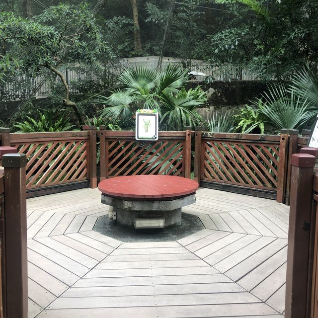 近距離觀賞雀鳥