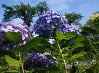 6月去東京必睇的繡球花