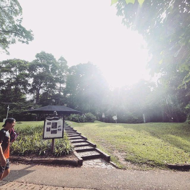 Scenic Walk to Bukit Timah Nature Reserve