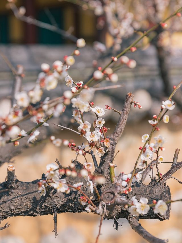 성주 매화꽃은 회연서원🌸