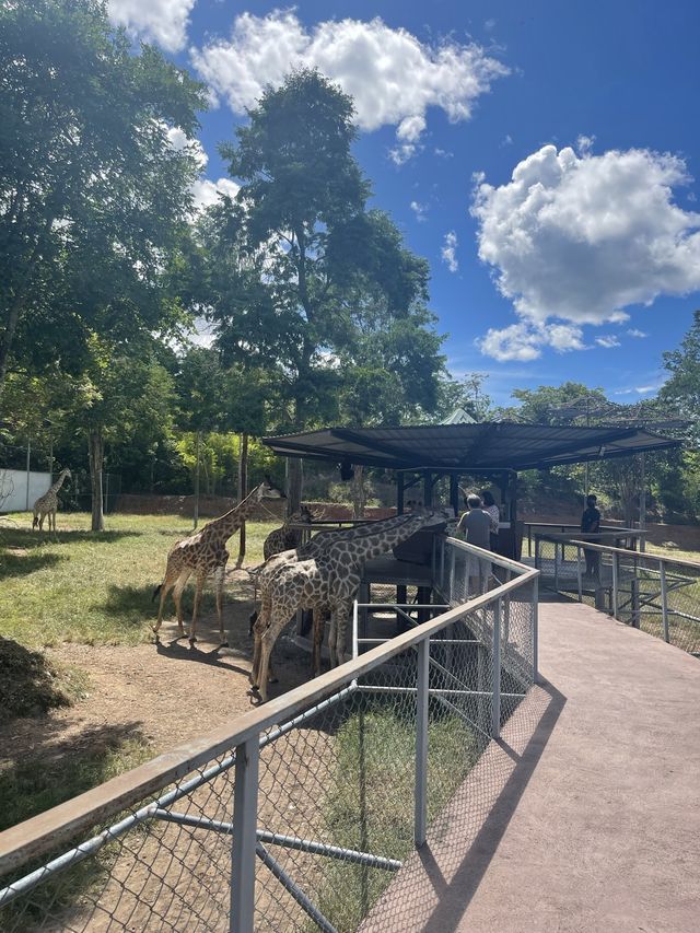 สวนผึ้งไฮแลนด์🦒🐇🦢