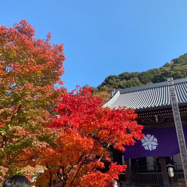 【京都府】秋は「もみじの永観堂」へ