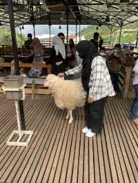 SHEEP SANCTUARY AT CAMERON HIGHLAND 🐑