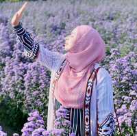 🌺 "ฮิมปิง ฟลาวเวอร์" แม่ริม เชียงใหม่🌺