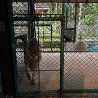 布吉島🐯樂園