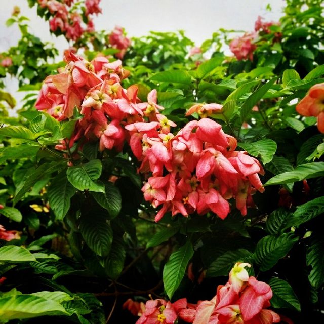 Secret Garden @ 1 Utama 🌵🌺