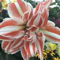 新加坡🇸🇬Marina Bay溫室🌸🌼花迷必去
