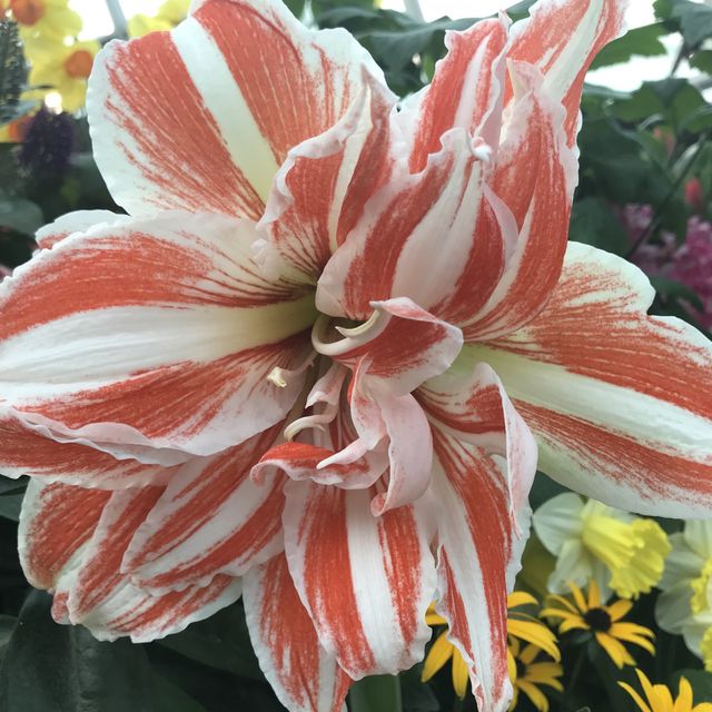 新加坡🇸🇬Marina Bay溫室🌸🌼花迷必去