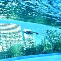 【東京】空飛ぶペンギン？！サンシャイン水族館🐧
